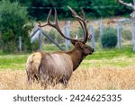 Trophy Bull Roosevelt Elk Giant Antlers browsing Bedded Meadow