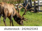 Trophy Bull Roosevelt Elk Giant Antlers browsing Bedded Meadow