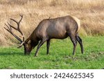 Trophy Bull Roosevelt Elk Giant Antlers browsing Bedded Meadow