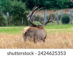 Trophy Bull Roosevelt Elk Giant Antlers browsing Bedded Meadow