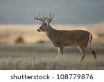 Trophy class white tailed buck deer in midwest farm country