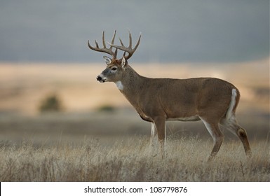 Trophy class white tailed buck deer in midwest farm country