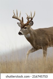 Trophy Class Whitetail Buck Deer Walking Thru Prairie Meadow Broken Tines / Antlers Big Game Hunting White Tailed Deer With Archery Bow Gun Free Range Buck Photographed In The Wild, Not In A Cage