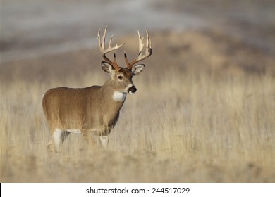 Trophy Class Whitetail Buck With Very Tall 10 Point Antlers Free Range Deer Hunting In Midwestern States Ohio Illinois Indiana Michigan Wisconsin Minnesota Missouri Kansas Nebraska North South Dakota 