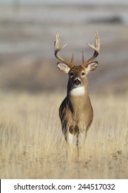 Trophy Class Whitetail Buck With Very Tall 10 Point Antlers Free Range Deer Hunting In Midwestern States Ohio Illinois Indiana Michigan Wisconsin Minnesota Missouri Kansas Nebraska North South Dakota 