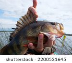 Trophy fishing. This European Perch (rivers perch) weighing 1.2 kilograms was caught spinning in the northern freshwater estuary. Toothy mouth of a predatory fish