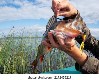 Trophy fishing. This European Perch (rivers perch) weighing 1.2 kilograms was caught spinning in the northern lake. Toothy mouth of a predatory fish - Shutterstock ID 2172455219