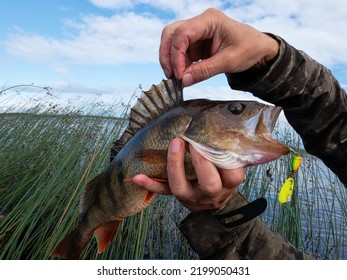 Trophy fishing. This European Perch (rivers perch) weighing 1.2 kilograms was caught spinning in the northern lake. Toothy mouth of a predatory fish