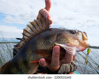 Trophy fishing. This European Perch (rivers perch) weighing 1.2 kilograms was caught spinning in the northern lake. Toothy mouth of a predatory fish