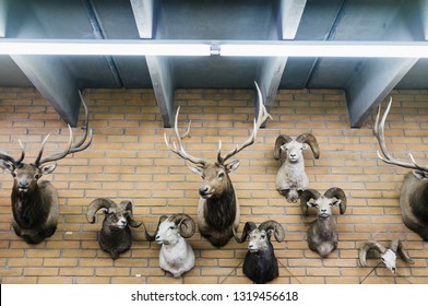 Trophy Heads On A Wall In Sheridan, WY