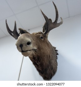 The Trophy Hunting Elk Head. The Head Of An Elk With Horns On The Wall.