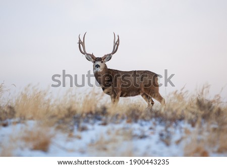 Trophy mule deer standing in a field