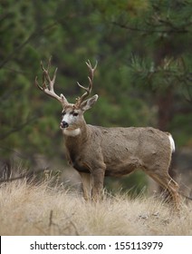 Trophy Non-typical Mule Deer Buck Stag In Meadow With Evergreen Pine Tree Forest Background Montana Colorado Nevada Wyoming Utah Idaho Washington Oregon California Big Game Archery Bow Hunting Season