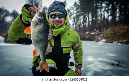 Trophy Perch. Ice Fishing Background.