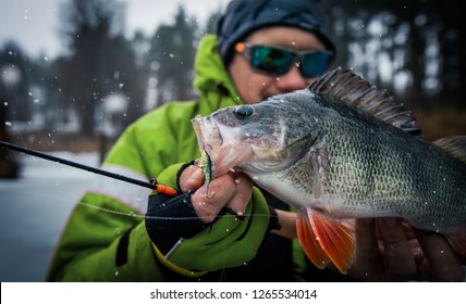 Trophy Perch. Ice Fishing Background.