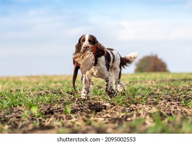 Trophy pheasant in the mouth of a hunting dog English Springer Spaniel. Bird hunting in the field. Hunting dogs.