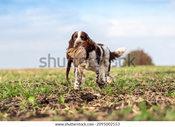 Trophy pheasant\
in the mouth of a hunting dog English Springer Spaniel. Bird\
hunting in the field. Hunting\
dogs.