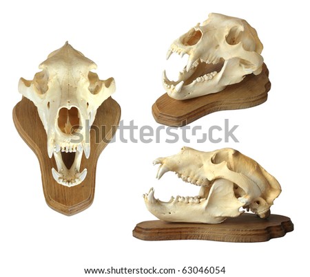 trophy skull of a bear isolated on white background