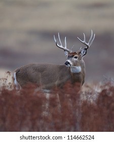 Trophy White Tailed Buck Deer; Midwestern Deer Hunting, Midwest Whitetails / White Tail / White-tail / Whitetailed / White Tailed