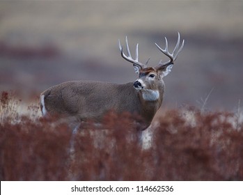 Trophy White Tailed Buck Deer; Midwestern Deer Hunting, Midwest Whitetails / White Tail / White-tail / Whitetailed / White Tailed