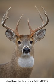 Trophy Whitetail Buck Deer, Isolated Portrait