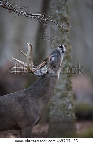 Parks big deer lick images 740