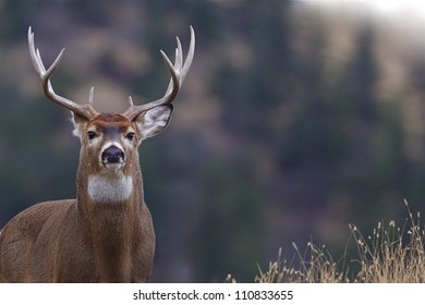 Trophy Whitetail Buck Deer Stag, portrait, palouse prairie grassland with evergreen forest in background, Montana deer hunting season; white-tailed, white-tail, white tailed, whitetailed,  white tail