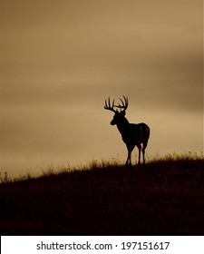 Trophy Whitetail Buck Silhouette