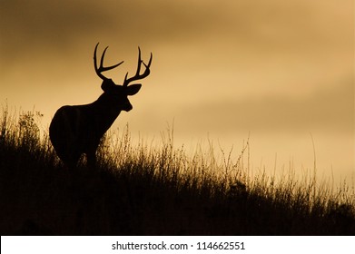 Trophy White-tailed Buck Deer silhouette; midwestern deer hunting, midwest Whitetails / White tail / White-tail / Whitetailed / White tailed