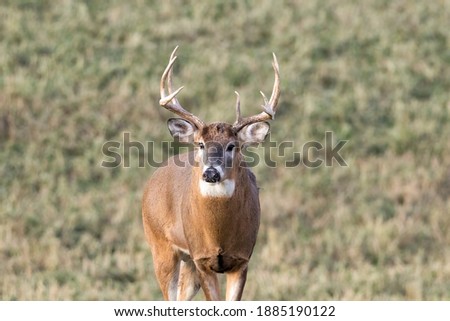 Trophy White-tailed Buck (Odocoileus virginianus) with a missing brow tine standing and looking alert in a field during autumn. Selective focus, background blur and foreground blur.
