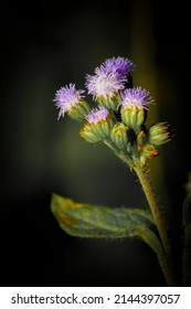 Tropic Ageratum Floss Flower In Taiwan