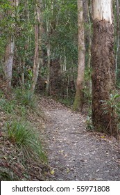 Tropic Bush Background In The Sunshine Coast Hinterland