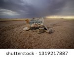 Tropic of Capricorn, Namib Desert