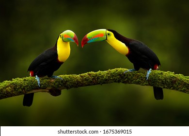Tropic exotic birds. Toucans sitting on the branch in the forest, green vegetation. Nature travel holiday in central America. Keel-billed Toucan, Ramphastos sulfuratus, love. Wildlife from Costa Rica.
