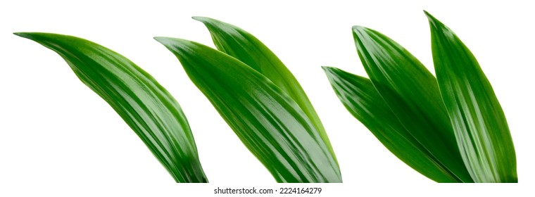 Tropic leaves. Exotic leaf isolate. Pineapple leaf on white background. Coconut leaf collection with clipping path. Full depth of field. - Shutterstock ID 2224164279
