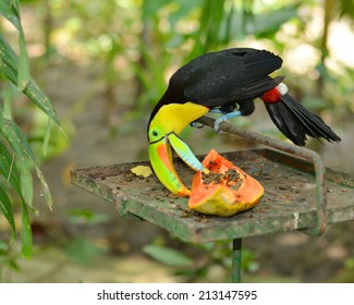 The Tropic Toucan Is Eating Papaya