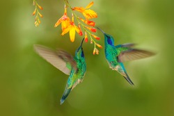 Tropic Wildlife. Hummingbirds With Orange Flower. Two Green Birds Green Violet-ear, Colibri Thalassinus, Flying Next To Beautiful Yellow Flower, Savegre, Costa Rica. Action Wildlife Scene From Nature.