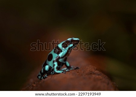Tropic wildlife.  Poison frog from jungle forest, Costa Rica. Green amphibian, Dendrobates auratus, in nature habitat. Beautiful motley animal from tropic forest in Central America. 