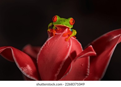 Tropic wildlife . Red-eyed Tree Frog, Agalychnis callidryas, animal with big red eyes, in the nature habitat. Beautiful amphibian in the night forest, exotic animal from central America on red flower. - Shutterstock ID 2268371049