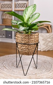 Tropical 'Aglaonema Silver Bay' houseplant with silver pattern in basket pot in boho style living room