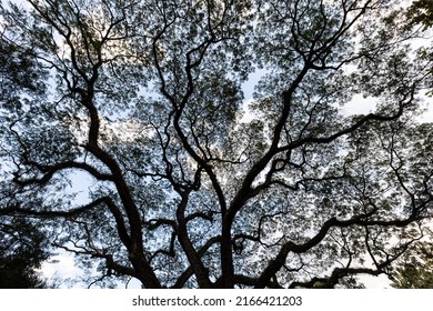 Tropical Albizia Tree Under A Cloudy Blue Sky