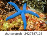 Tropical animal - blue starfish in the tropical coral reef. Underwater photography of the coral reef. The blue sea star, scuba diving photo. Scuba diving with the marine life.