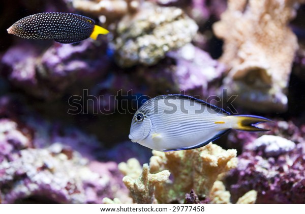 tropical animal in a salt water fish tank\
aquarium under water. Flash light can kill the animals so the photo\
was taken with available lights and\
reflectors