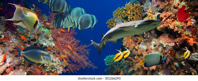 Tropical Anthias fish with net fire corals and shark on Red Sea reef underwater