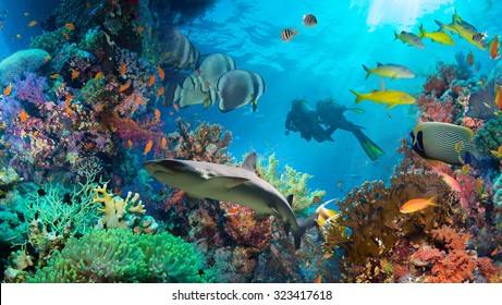 Tropical Anthias Fish With Net Fire Corals On Red Sea Reef Underwater