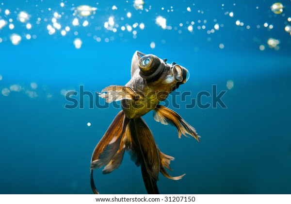 vdict macro fish