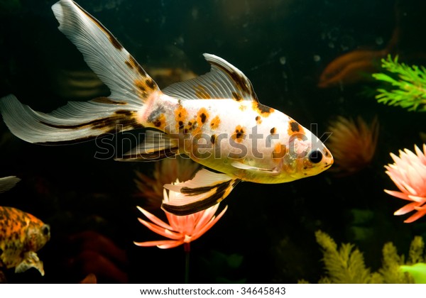 wild macro fish
