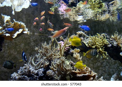 Tropical Aquarium, Seaworld Park, Orlando, Florida