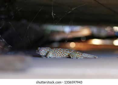 Tropical Asian Gecko or Calling Gecko is a true gecko species, it’s big reptile moving on the wall. Detail of Asian common house gecko. Selective focus and Free copy space.