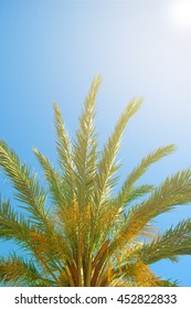 Tropical Background.